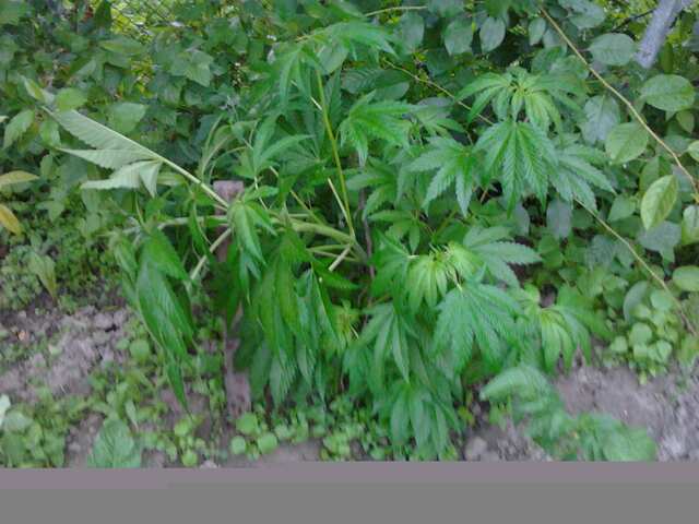 Afghani#1