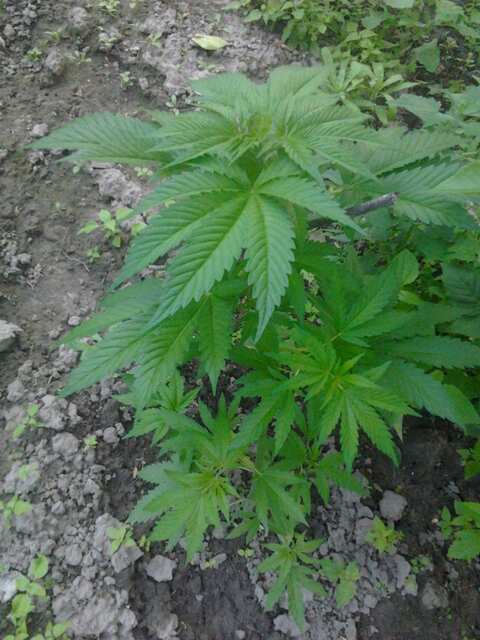 Afghani1 fem