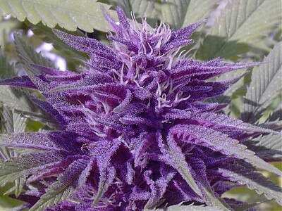 Purple Haze