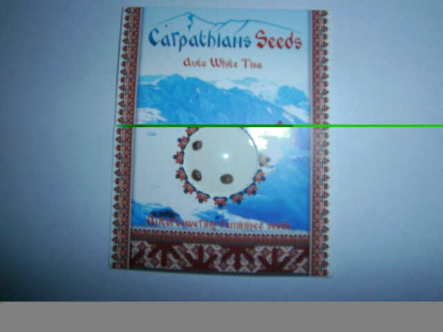 Auto White Tisa  (Carpathians Seeds)