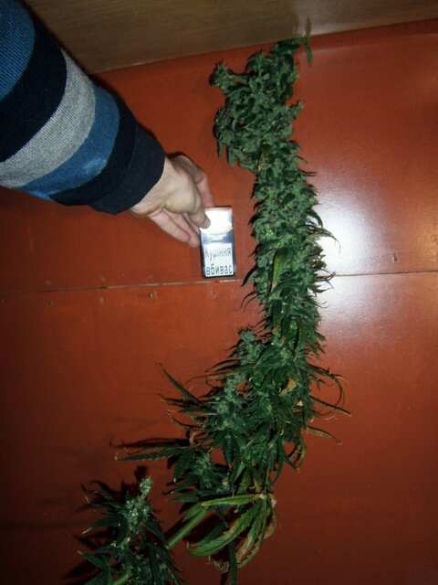 Northern Lights fem. 113 дней от семки