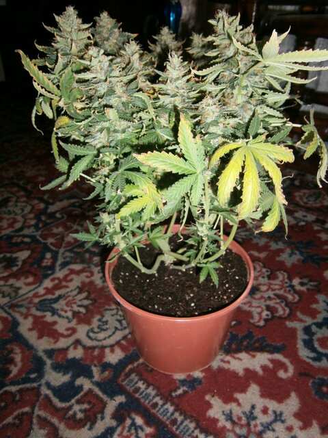 A.Sweet Mango