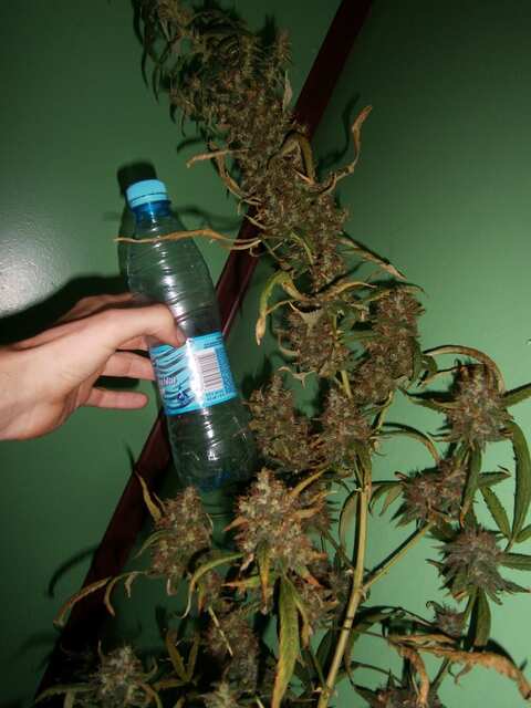 Northern Lights fem. 98 дней