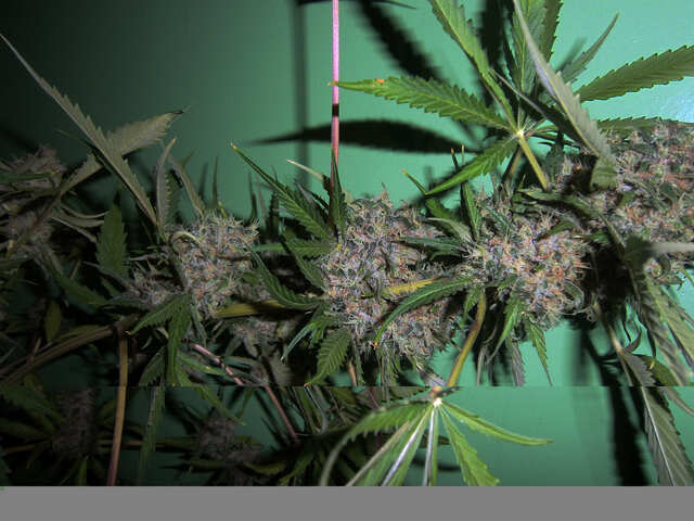 White Widow 119 дней жизни (67 дней вега, 52 дня цветение)