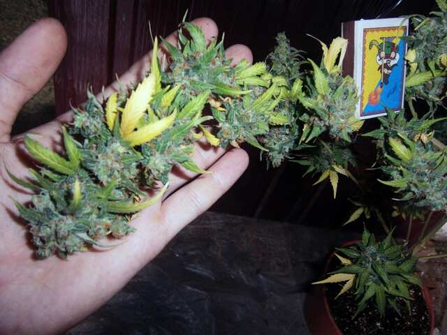A. Original Amnesia fem. 78 дней