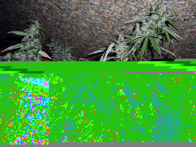 Original Skunk #1 fem. 205 дней от семки
