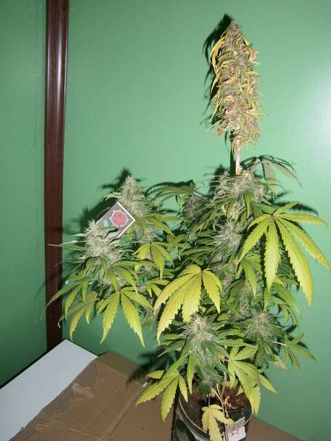 Euforia 83 дня (предхарвестное фото)