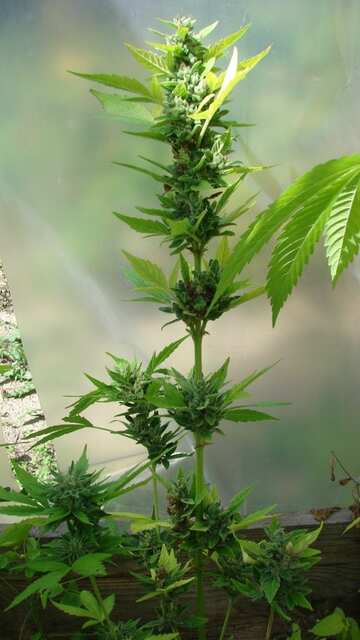 Northern Light Blue Auto