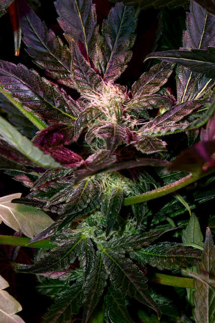 Fast Bud #2 под лампой LED