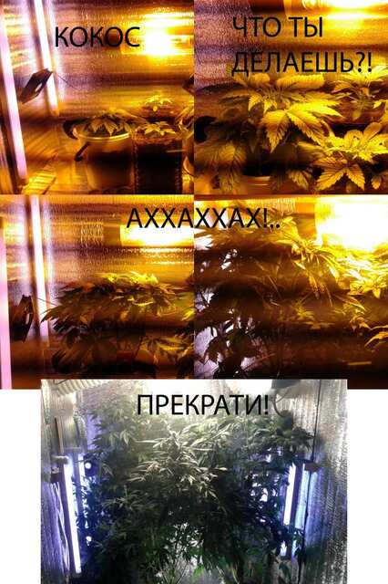 Кокос