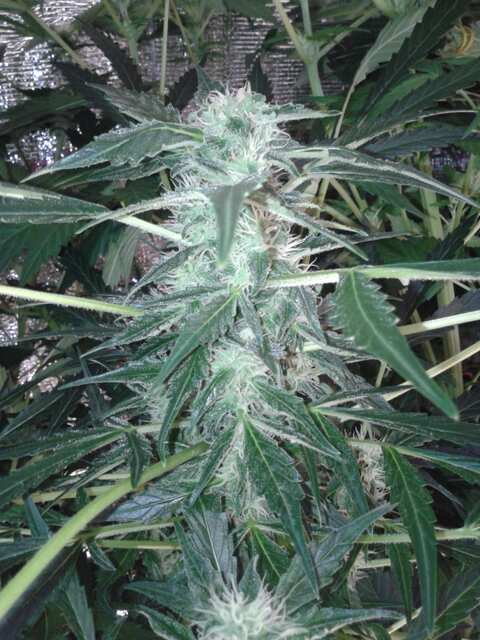 White Widow