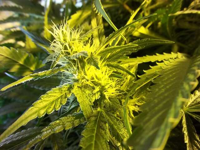 ak 47