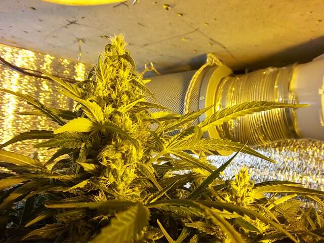 Ak47