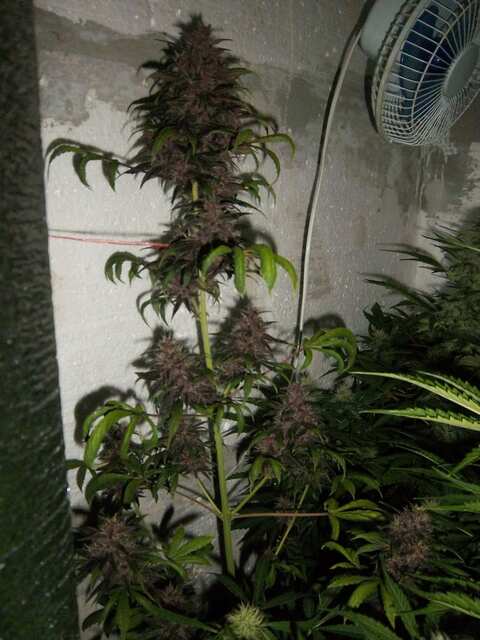 Auto Bloody Skunk Feminised