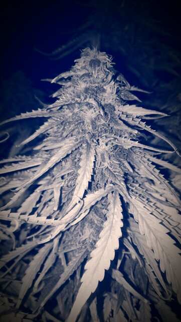 White Widow Auto Fem
