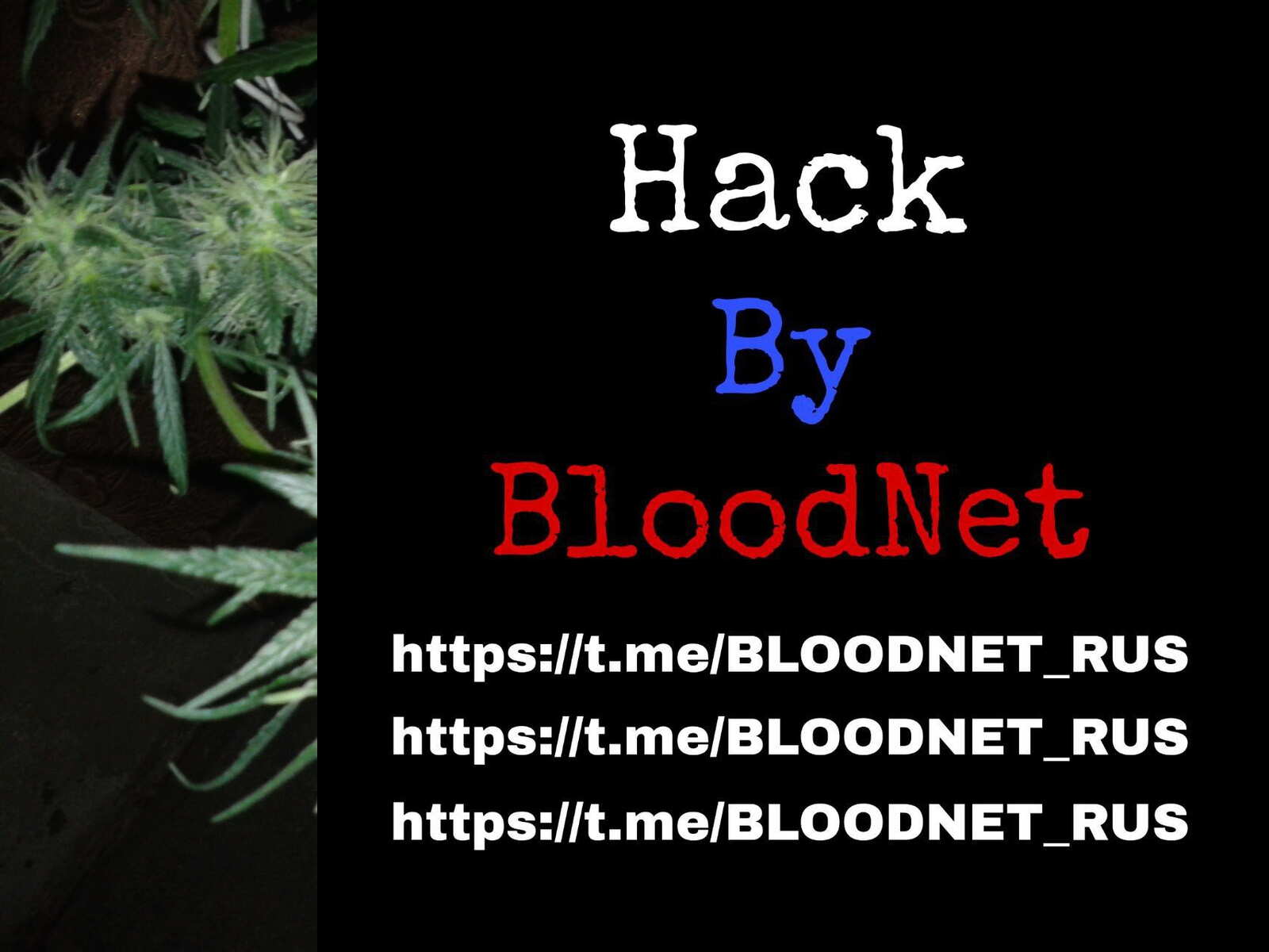 растишишки