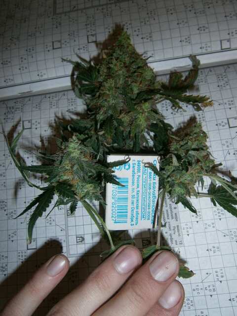 A. Blue Mystic