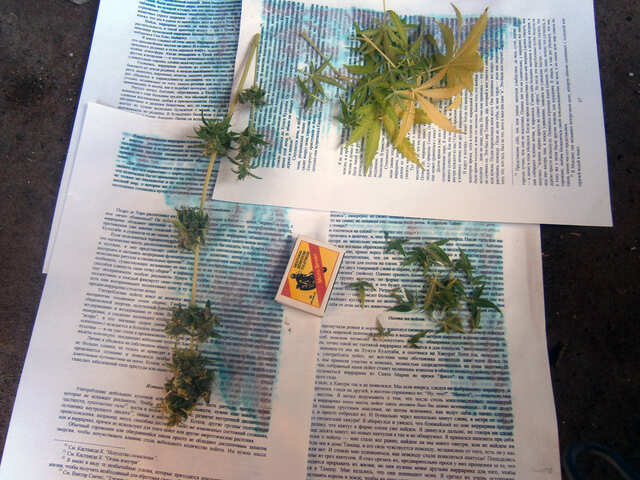 A. Original Amnesia fem. 79 дней