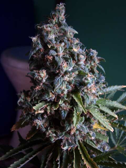 White Widow fem. 108 дней