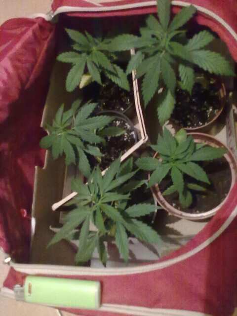 10062016758 (original) (original)