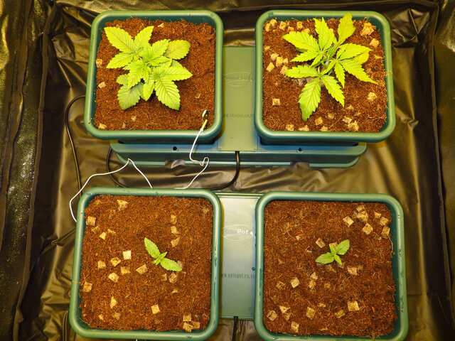 Система easy2grow 4 (4x Pots) гидропонная установка на 4 растения