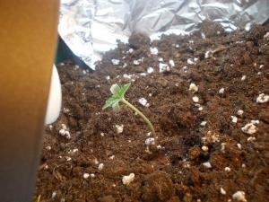 post-3021-0-82887300-1359515256_thumb.jp