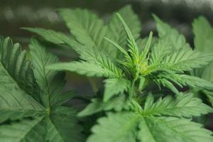 post-15864-0-14025900-1390842275_thumb.j