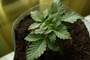 post-15864-0-29652200-1390472488_thumb.j