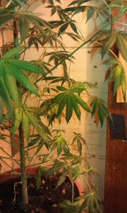 post-17734-0-75178400-1390584500_thumb.j