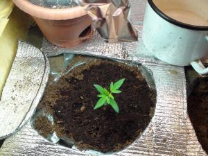 post-21363-0-06804300-1390981558_thumb.j