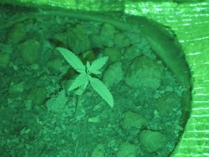 post-21363-0-53269900-1390796348_thumb.j