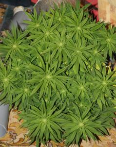 post-7979-0-60300300-1390297817_thumb.jp