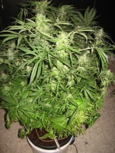 post-12371-0-66045000-1421950420_thumb.j