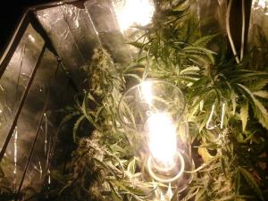 post-15189-0-63946500-1422738914_thumb.j