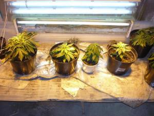 post-21499-0-10883300-1422543664_thumb.j