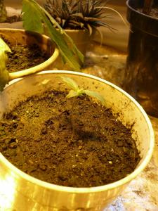 post-21499-0-52150400-1420313806_thumb.j