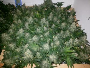 post-33182-0-11014700-1422189994_thumb.j