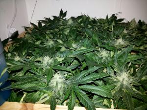 post-33182-0-24180000-1420392471_thumb.j