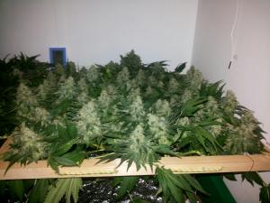 post-33182-0-28695200-1422189984_thumb.j