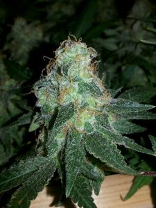 post-33182-0-64084500-1421671643_thumb.j