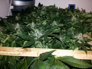 post-33182-0-97862600-1421672631_thumb.j