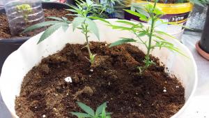 post-33205-0-66901400-1422728740_thumb.j