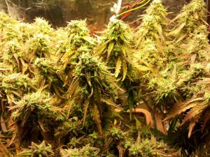 post-7500-0-13071800-1422169147_thumb.jp