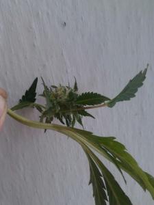 post-15189-0-44074100-1453651278_thumb.j