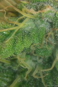 post-21124-0-05115400-1453645846_thumb.j