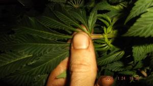 post-21332-0-71046900-1453646483_thumb.j