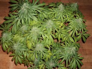 post-21539-0-50315700-1454252414_thumb.j