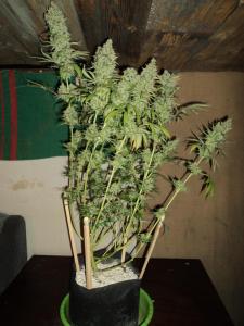 post-21539-0-60557200-1454252637_thumb.j