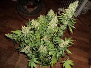 post-21539-0-96785600-1454251619_thumb.j