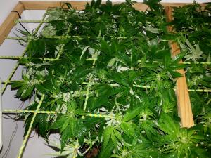 post-33182-0-11396400-1452799567_thumb.j